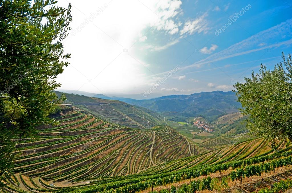 Douro Valley: Vineyards and olive trees near Pinhao, Portugal