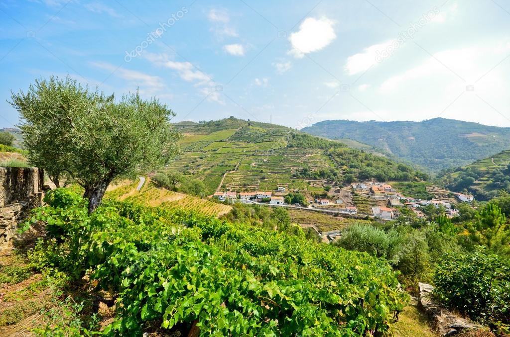 Douro Valley: Vineyards and small village near Peso da Regua, Portugal