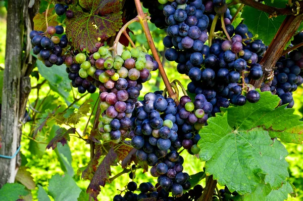 Red wine: Vine with grapes before vintage - harvest, Southern Styria Austria — Stockfoto