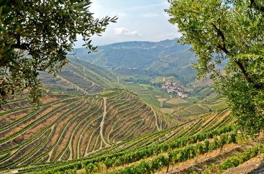 Douro Vadisi: Üzüm bağları Duero Nehri ve Pinhao, Portekiz