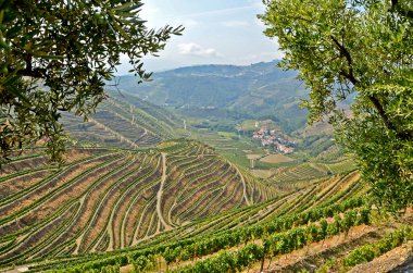 Douro Valley: Vineyards near Duero river and Pinhao, Portugal clipart