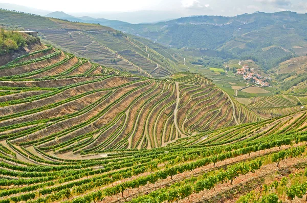 Doliny Douro: Winnic w pobliżu rzeki Duero i Pinhão, Portugalia — Zdjęcie stockowe