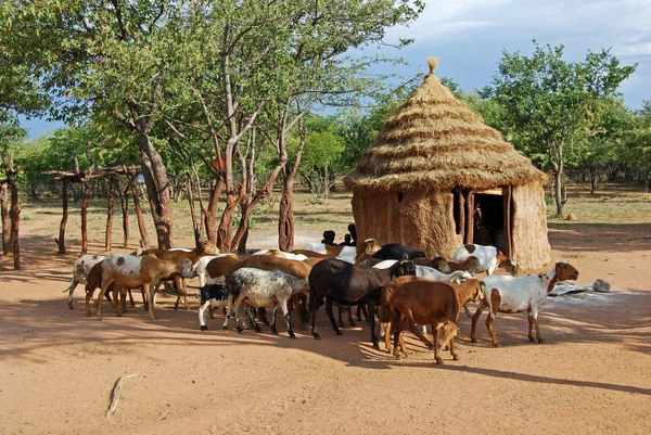 Geleneksel kulübeleri yakınındaki etkin ulusal Park'ta Namibya, Afrika ile Himba köy