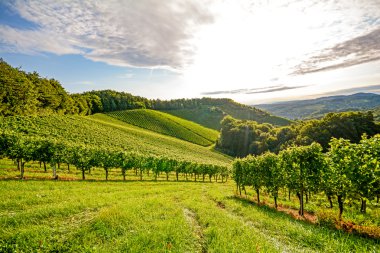 Vines in a vineyard in autumn - Wine grapes before harvest clipart