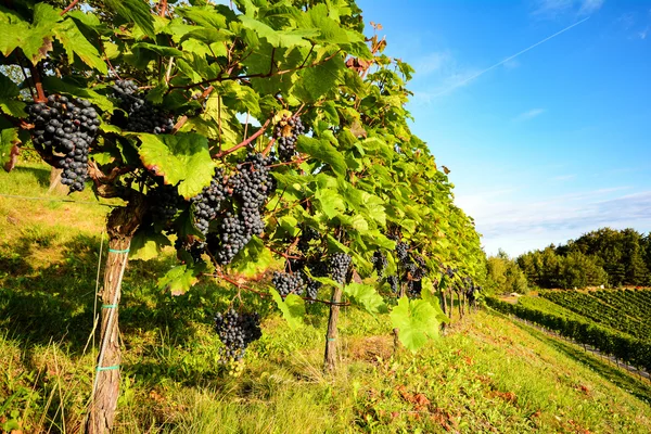 Sul da Estíria Áustria Vinho tinto: Vinhas de uva na vinha antes da colheita — Fotografia de Stock