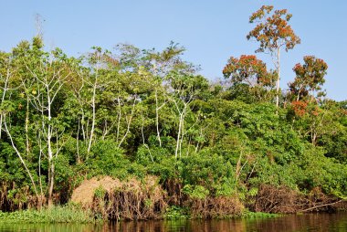 Amazon yağmur ormanları: peyzaj yakınındaki Manaus, Brezilya Güney Amerika Amazon Nehri kıyısında boyunca