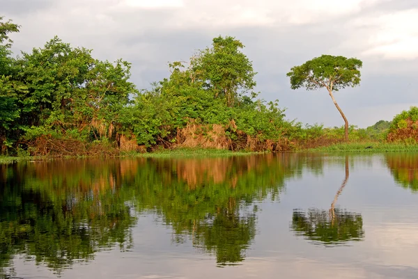 Amazonas-esőerdő: táj végig a parton az Amazon folyó közelében Manaus, Brazília Dél-Amerika — Stock Fotó