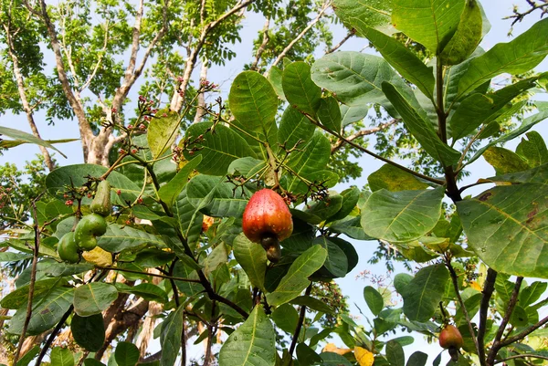 Selva Amazónica: Naturaleza y plantas a lo largo de la orilla del río Amazonas cerca de Manaus, Brasil América del Sur — Foto de Stock