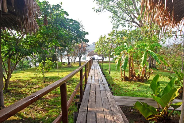 Hutan hujan Amazon: Footpath di sepanjang Sungai Amazon dekat Manaus, Brasil Amerika Selatan — Stok Foto