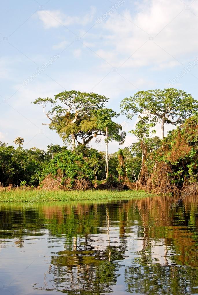 Selva Amazónica Paisaje a lo largo de la orilla del río Amazonas cerca