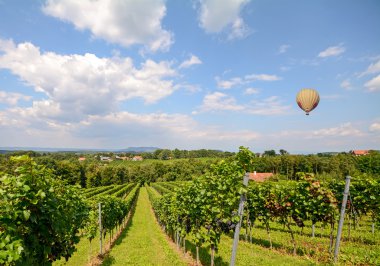 Balloon flying over red wine grapes in the vineyard before harvest, Styria Austria Europe clipart