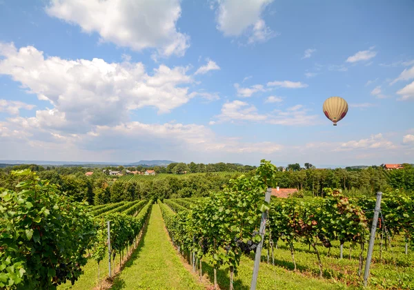 Léggömb repül át a szőlőben betakarítás előtt a vörös borszőlő Stájerország Ausztria Európai — Stock Fotó