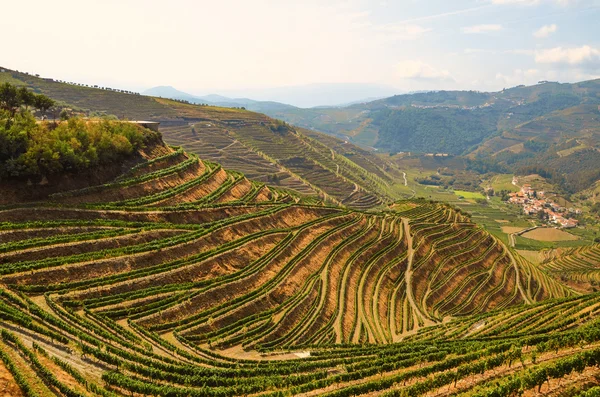 Douro Valley: Wijngaarden in de buurt van de rivier de Duero en Pinhao, Portugal — Stockfoto