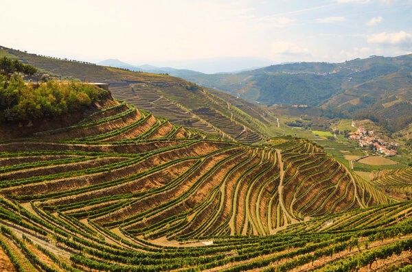 Douro Valley: Vineyards near Duero river and Pinhao, Portugal