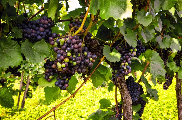 Red wine: Grapes in the vineyard before harvest — Stock Photo, Image