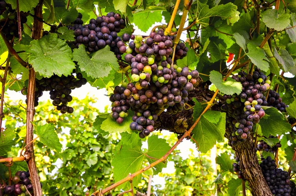 Red wine: Grapes in the vineyard before harvest — Stock Photo, Image