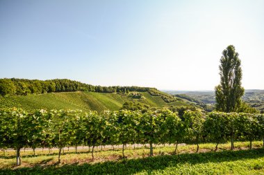 Yaz sonu, Güney Steiermark Avusturya Avrupa bir bağ asma ve cottonwood ağacında