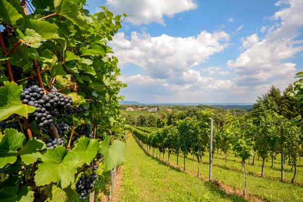 스티리아 남부 오스트리아-레드 와인: 포도 수확을 하기 전에 포도 덩굴 — 스톡 사진