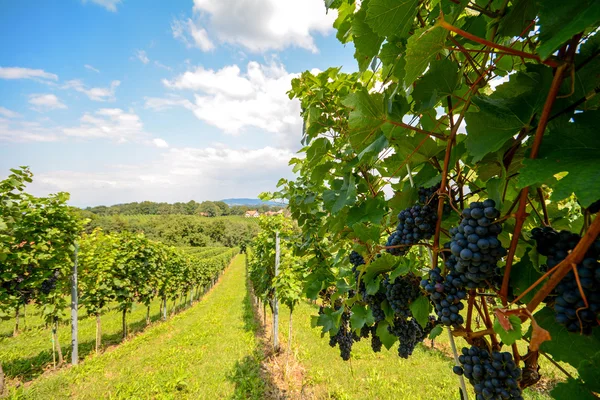 Sul da Estíria Áustria - Vinho tinto: Vinhas de uva na vinha antes da colheita — Fotografia de Stock