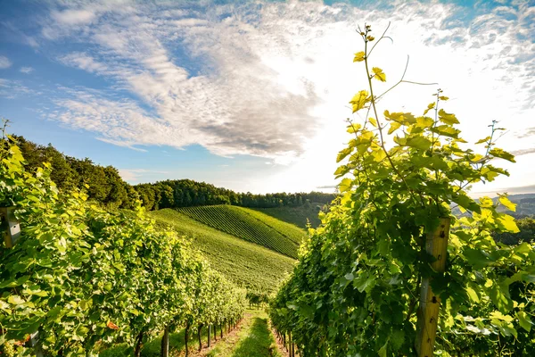 Winorośli w winnicy w jesieni - białe winogrona przed zbiorem — Zdjęcie stockowe