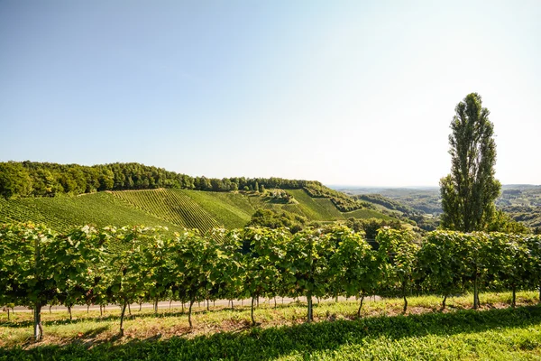 Grapevine och cottonwood träd i en vingård i slutet av sommaren, södra Steiermark Österrike Europa — Stockfoto