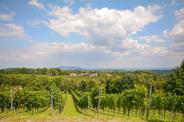 秋に畑でブドウ収穫、南シュタイアー マルク州オーストリア ヨーロッパ前にワイン用ブドウ — ストック写真