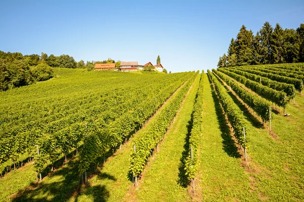 Vineyards with winery in autumn - White wine grapes before harvest, Southern Styria Austria — Stock Photo, Image