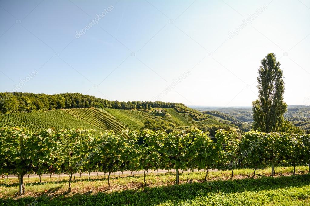 Grapevine and cottonwood tree in a vineyard in late summer, South Styria Austria Europe