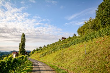 Sonbahar, Avusturya Avrupa Güney Steiermark şarap Road üzüm bağları