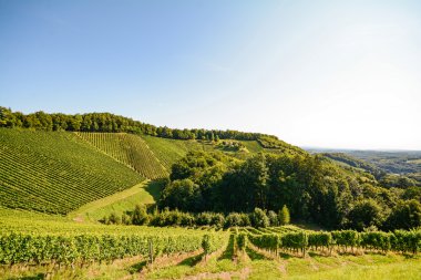 Sonbahar, Avusturya Avrupa Güney Steiermark şarap Road üzüm bağları