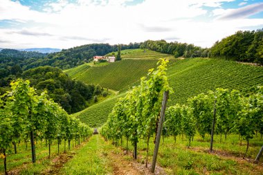 Sonbahar, Avusturya Avrupa Güney Steiermark şarap Road üzüm bağları