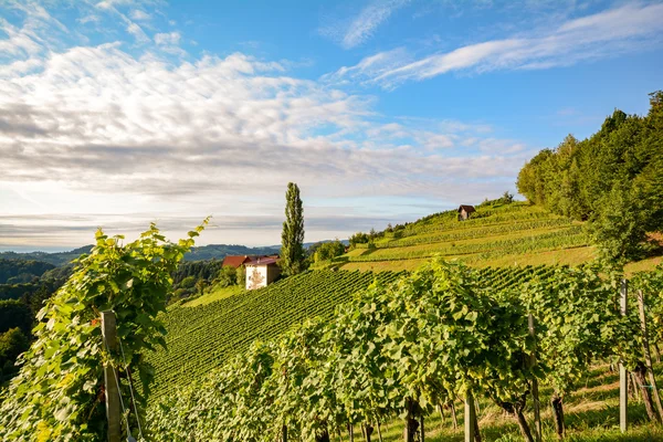 Vingårdarna längs den södra Steiermark vinvägen i höst, Österrike Europa — Stockfoto