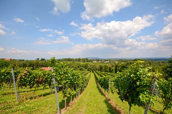 Weinberge entlang der südsteirischen Weinstraße im Herbst, Österreich Europa — Stockfoto