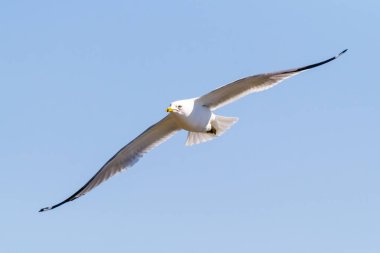 Gökyüzünde süzülen bir martıyı görüntüleyen güzel bir kafa. Kanatları, o yakalaması zor yemeği ararken köşegen üzerindeki çerçeveyi görkemli bir şekilde kesti..