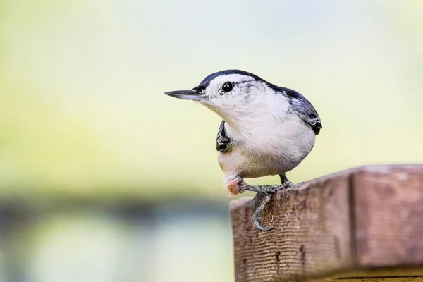 White Pegou Nuthatch Alerta Verificando Aquele Barulho Estranho Distância — Fotografia de Stock