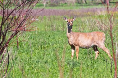 Dişi geyik alarmı ve hazır yeşil çayırlarda geziniyor..