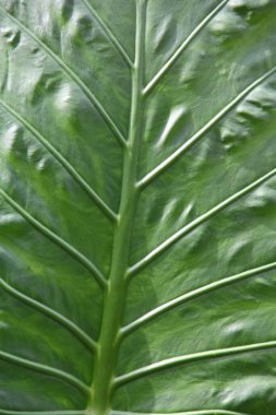 Vertical close-up view showing the intricate vein structure of a beautiful giant green palm leaf.