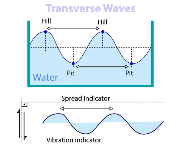 波の性質 横波だ 物理学 水面の波の動き 波の動きの種類 周期的な動きだ 物理学における波の動きの種類は — ストックベクタ