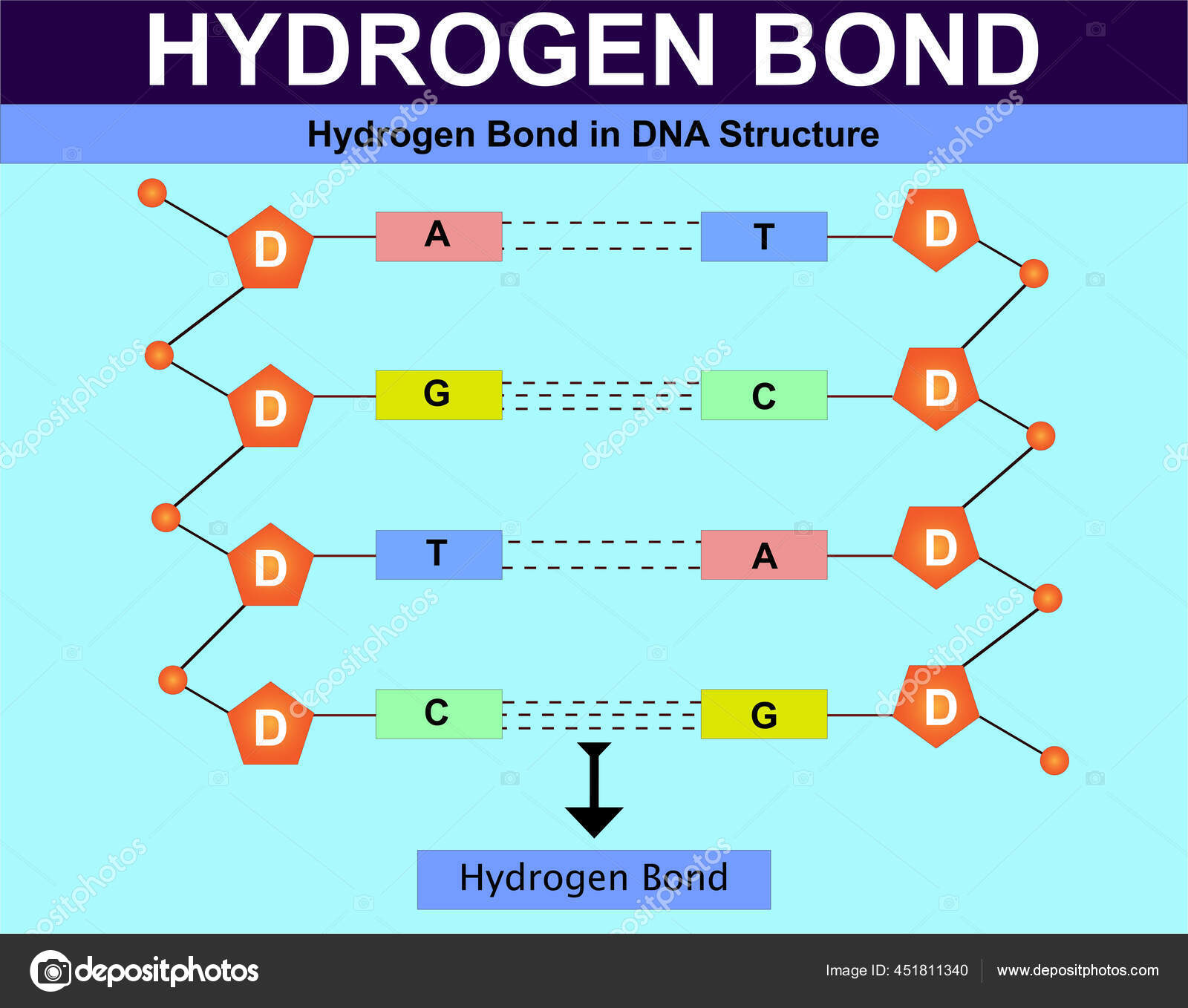 Dna Structure Labeled Hydrogen Bonds