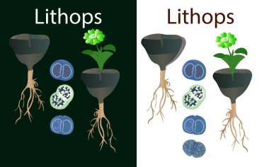 Kimya - beyaz arka planda vektör lithops. Siyah arka planda lithops vektörü. lithops