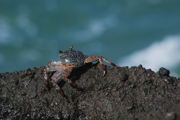 Krabben Krabbeln Den Gezeitenpools Auf Bali — Stockfoto