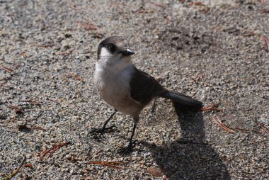 Cesur bir Gray Jay Cascades 'te öğle yemeğinde bana katılıyor. Çoğunlukla 