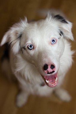 Muhteşem Collie Jack 'im.