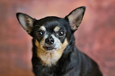 Arkadaşım Filip 'in evlatlık Chihuahua' sı.