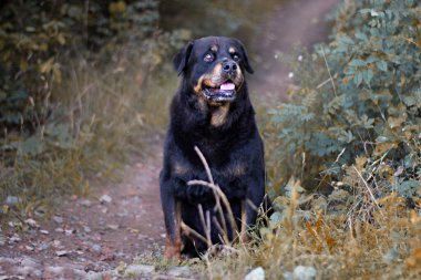 Köpek model rottweiler Nero