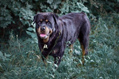 Köpeğim Nero 'yu örnek alıyor.