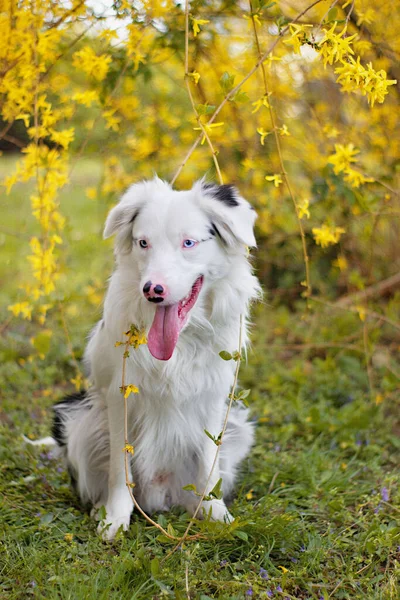 Mijn Grens Collie Jack — Stockfoto