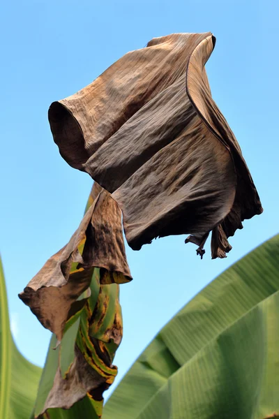 건조 죽은 바나나 잎 — 스톡 사진