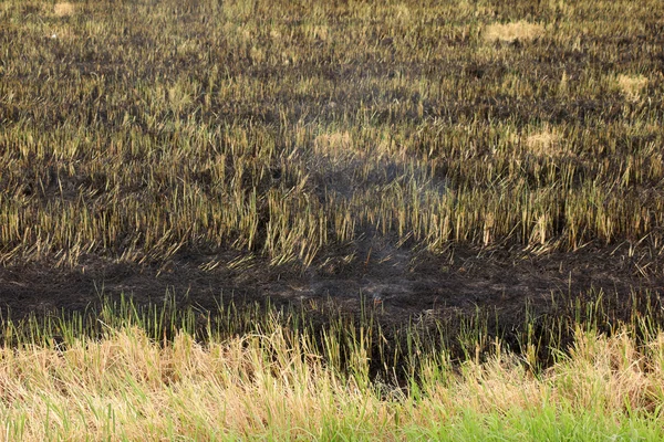 Bränt gräs i fältet efter branden. Närbild. — Stockfoto