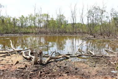 yetiştirilip manzara - ekoloji ve çevre sorunu